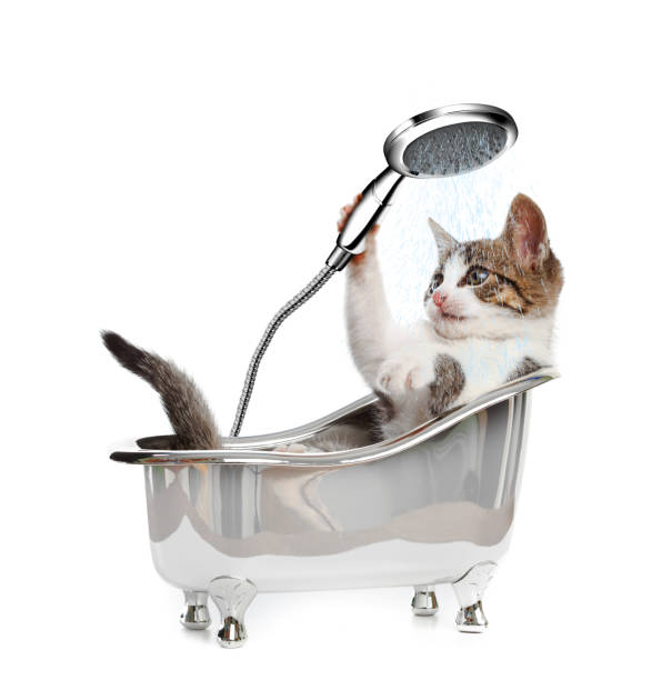 Cat in a bathtube with the shower on white background
