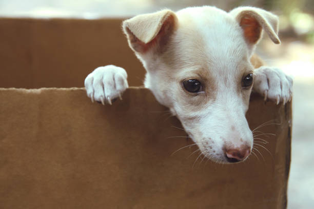 istock Cute Puppy in a box 926715388