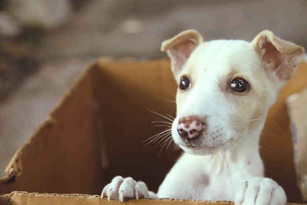 ボックスにかわいい子犬 - shipping supplies ストックフォトと画像