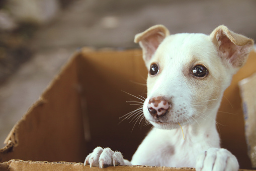 Cute Little Puppy in a box