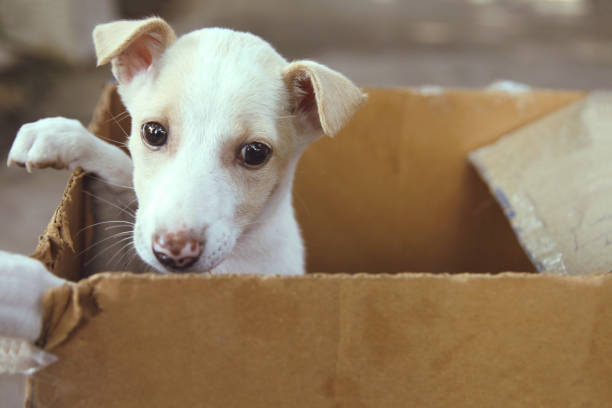 istock Cute Puppy in a box 926715456