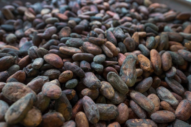 istock background of cocoa beans. 926715458