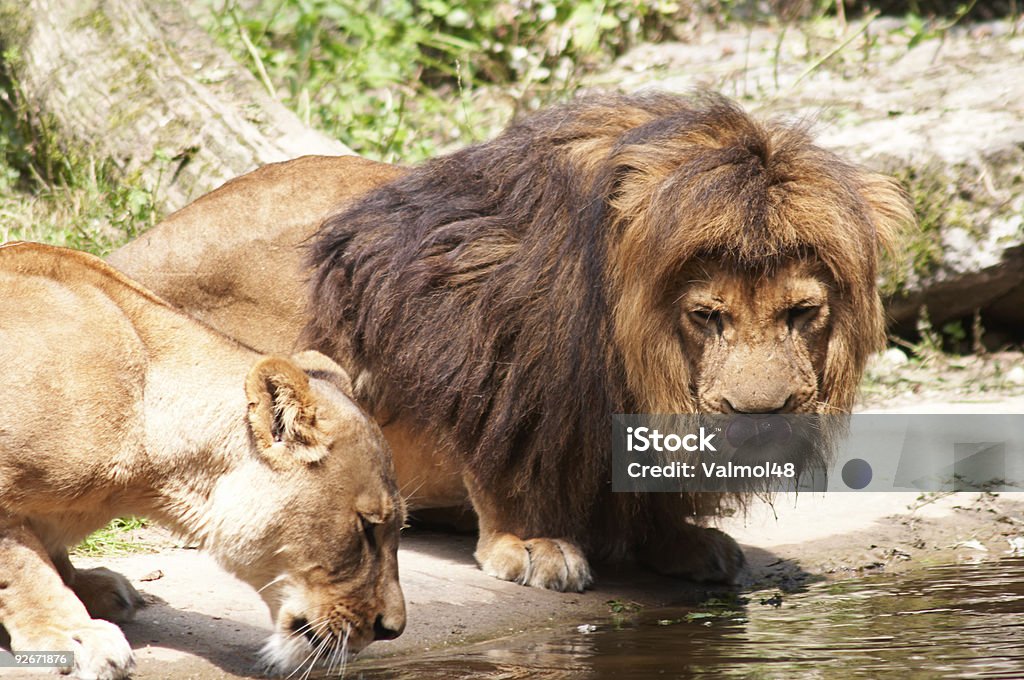 Leões beber 2 - Royalty-free Animais caçando Foto de stock