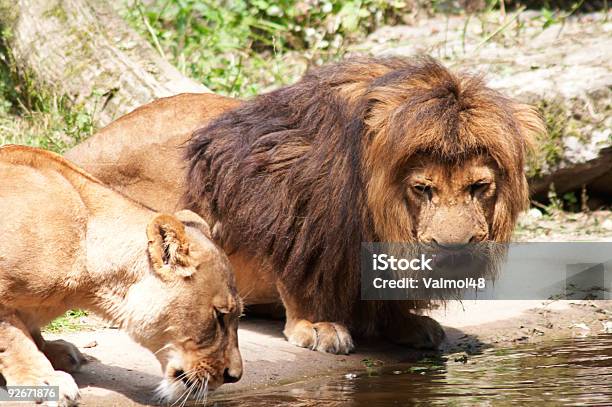 Leões Beber 2 - Fotografias de stock e mais imagens de Animais caçando - Animais caçando, Animal, Animal de Safari