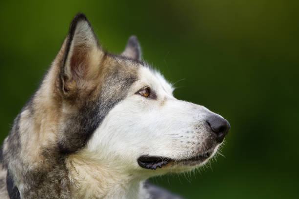 istock Purebred Alaskan Malamute dog outdoors in nature 926718978