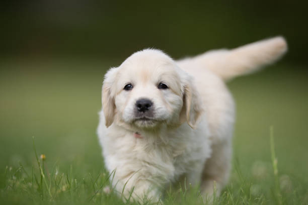 istock Young golden retriever puppy 926719006