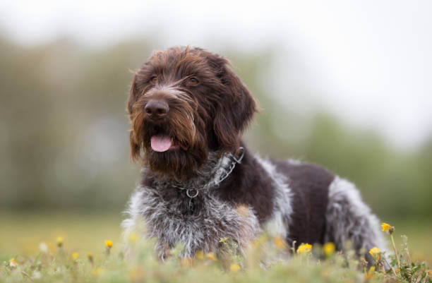 German wirehaired pointer dog outdoors in nature stock photo