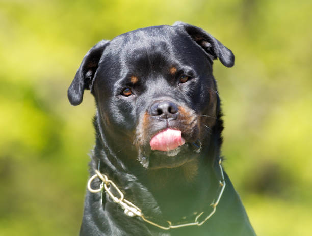 istock Rottweiler dog outdoors in nature 926719276