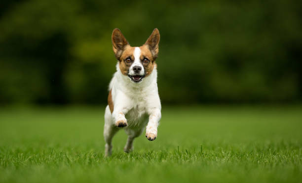 istock Happy Dog Running in Garden 926719600