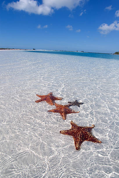 istock Sea star on the paradise beach (2) 92672094