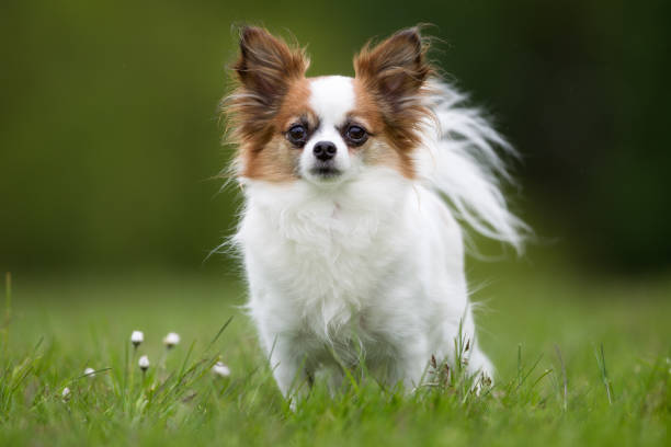 istock Papillon dog outdoors in nature 926721772