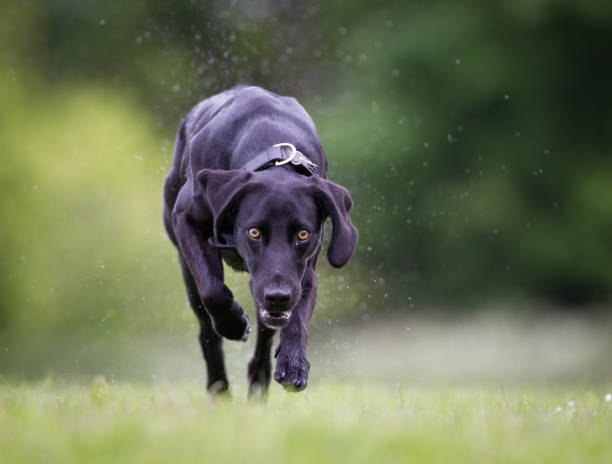 istock Mixed breed dog outdoors in nature 926722032
