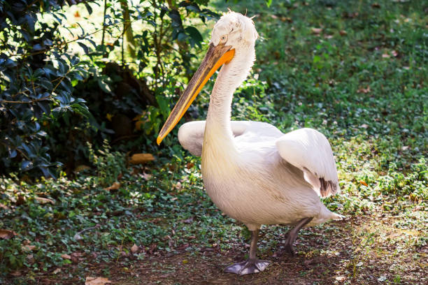 istock Pelican in the water. White bird 926722558
