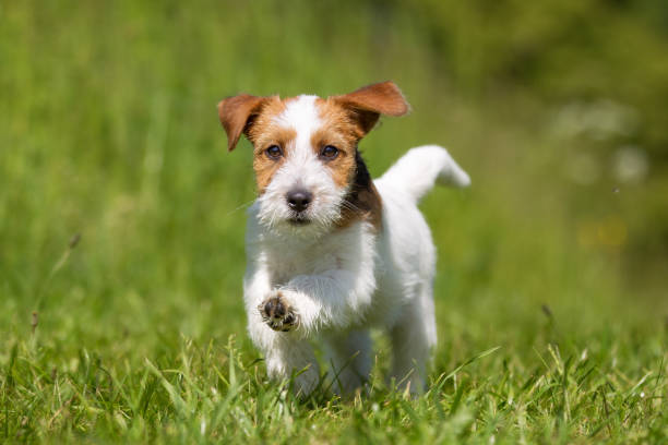 istock Jack Russell Terrier dog outdoors on grass 926722890