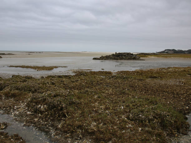 istock South Carolina Coastal Oyster Bed Overcast Sky 926723378