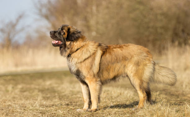 istock Dog outdoors 926723834