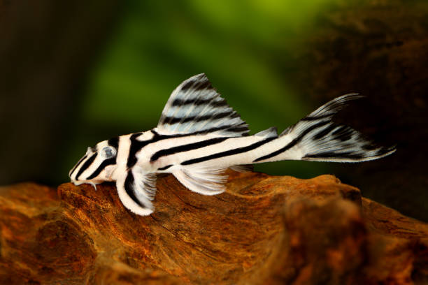 zebra pleco l-046 hypancistrus zebra plecostomus poissons d’aquarium - ancistrus photos et images de collection