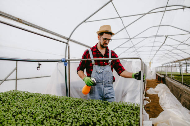 istock Happy farmer in his greenhouse 926726980