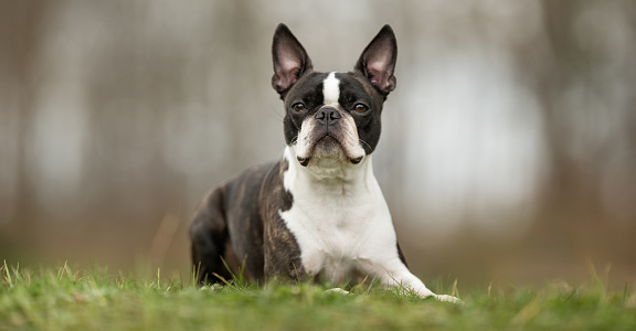 Healthy purebred dog photographed outdoors in the nature on a sunny day.