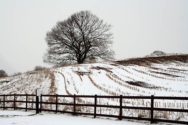 istock stubble field in the snow 92672973