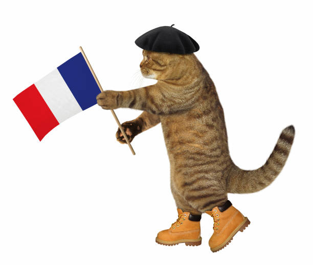 istock Cat with a french flag 926730432
