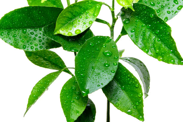 istock Lemon leaves isolated on the white background 926730906