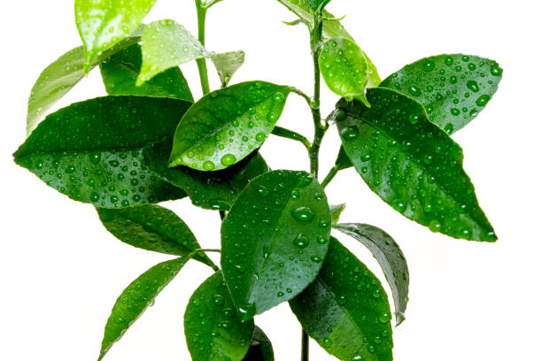 istock Lemon leaves isolated on the white background 926730908