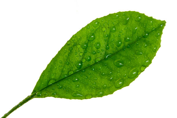 istock Citrus leaf whith water drops isolated on a white 926730916