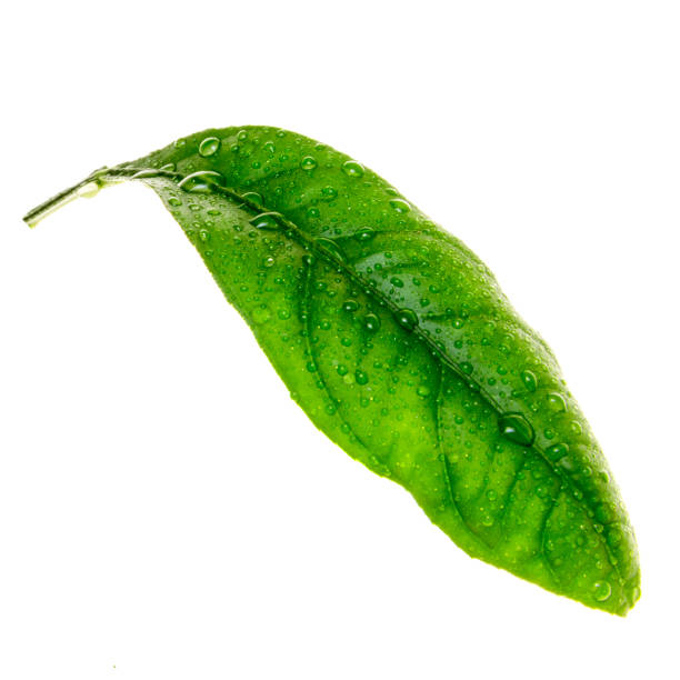 istock Citrus leaf whith water drops isolated on a white 926730938