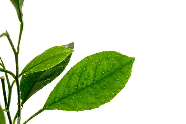 istock Lemon leaves isolated on the white background 926730948
