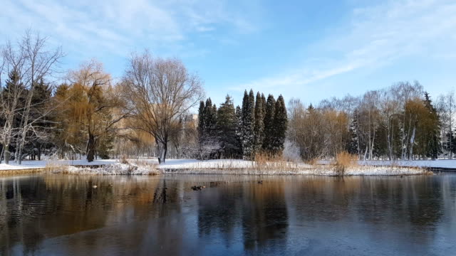 First snow in the city park with ducks on an icy pond