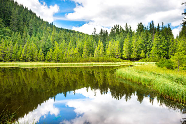 istock Blue water in a forest lake 926734390