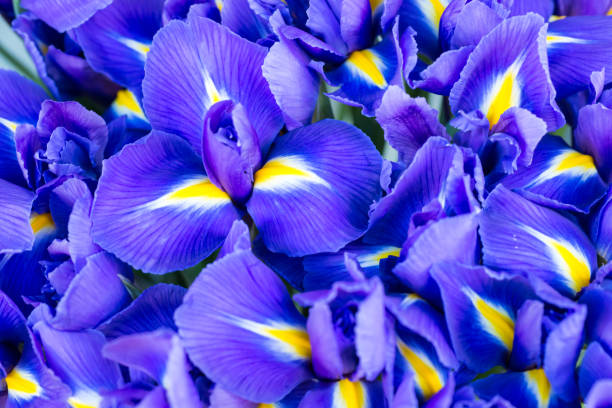 Blue flower irises Blue spring flower irises with soft focus and bokeh on background blue iris stock pictures, royalty-free photos & images