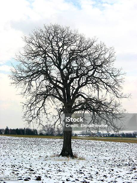 Tree In A Winter Field Stock Photo - Download Image Now - Agricultural Field, Bare Tree, Black Color