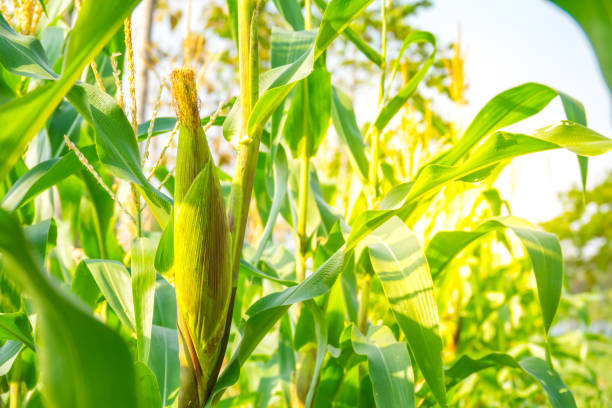 istock Corn filed farm planting for harvest 926734626