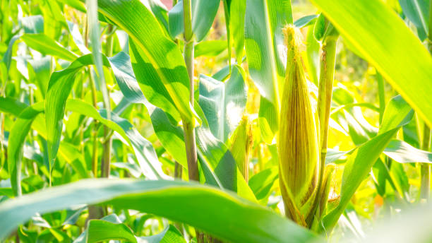 istock Corn filed farm planting for harvest 926734692