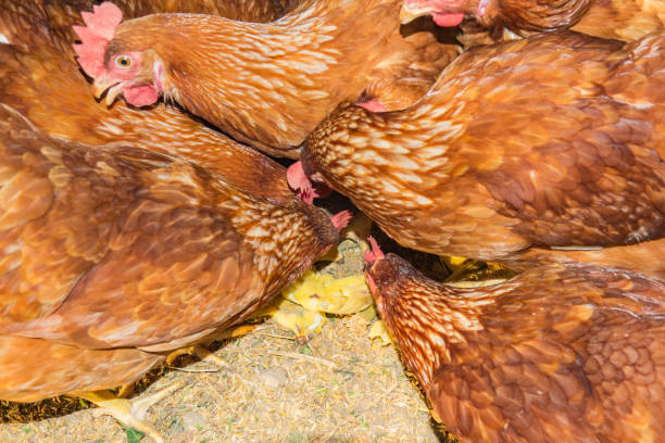 istock Organic hen or chicken farm and feeding on morning 926735070