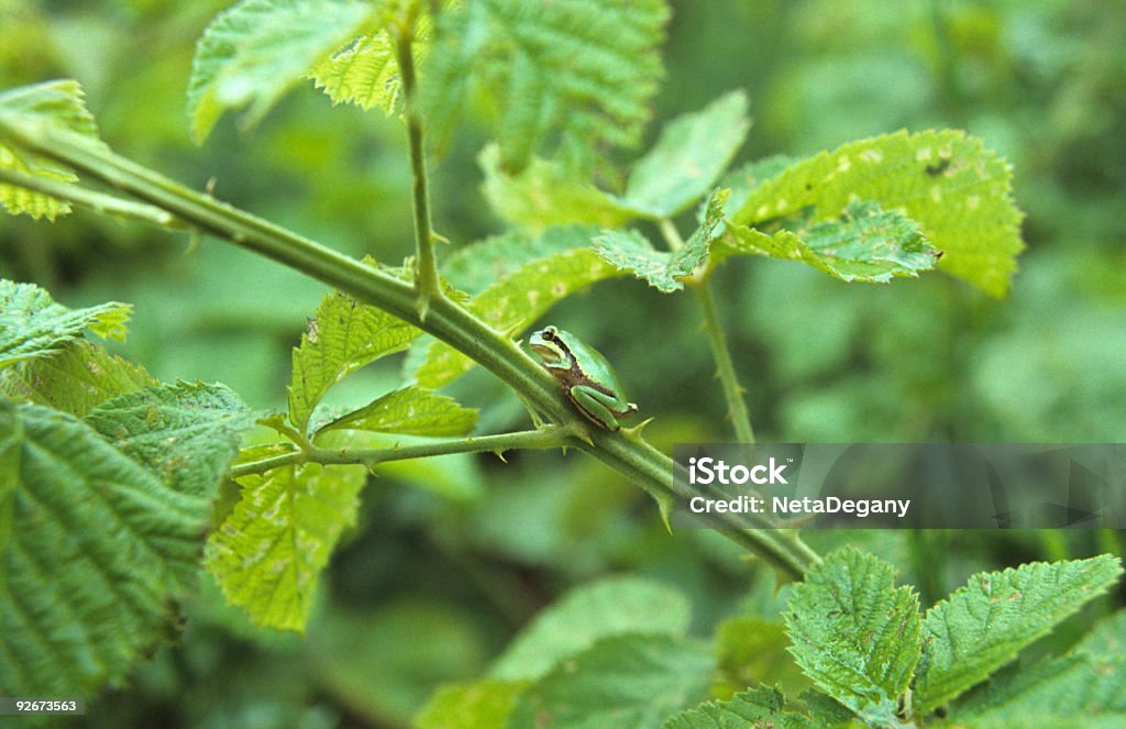 Camouflaged Frog Camouflage Stock Photo