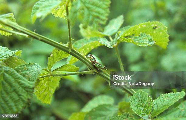 Camouflaged Frog Stock Photo - Download Image Now - Camouflage, Camouflage Clothing, Frog