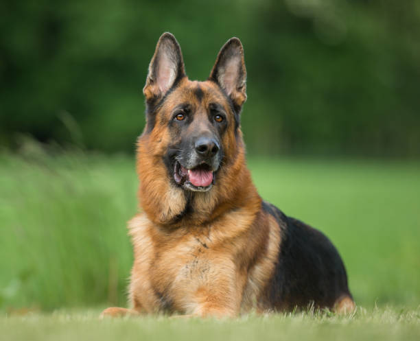 屋外の自然の犬 - german sheppard ストックフォトと画像