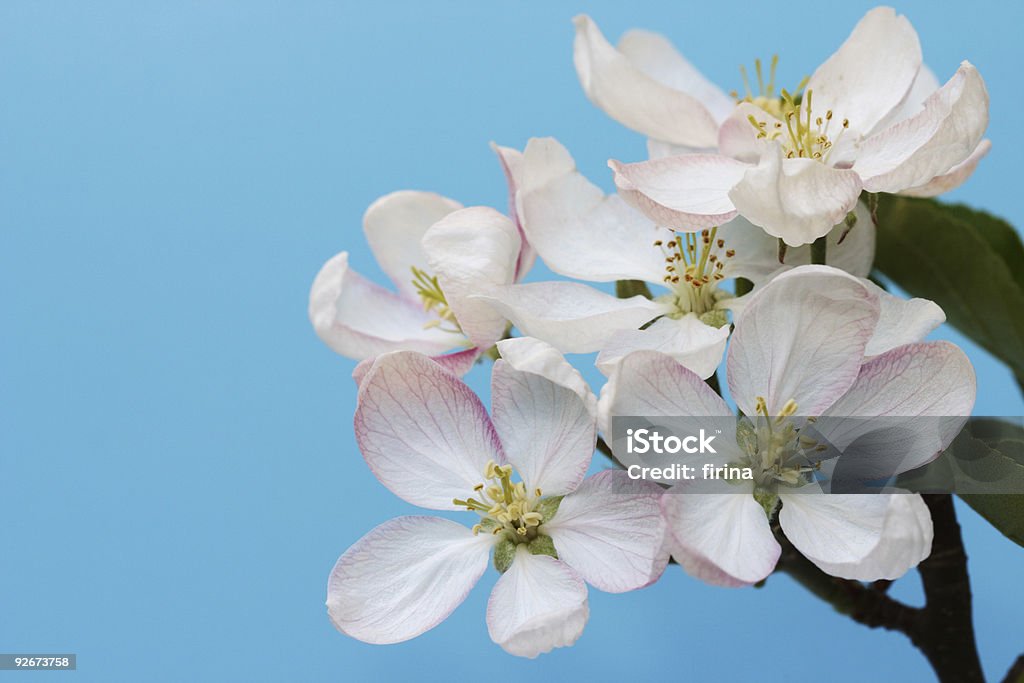 Flores de maçã - Foto de stock de Acordar royalty-free