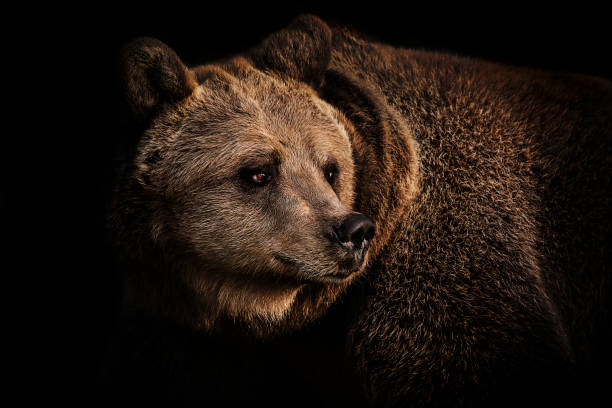 brown bear porträt - braunbär stock-fotos und bilder