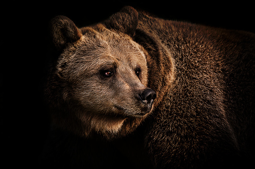 Brown bear retrato photo