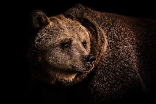 Portrait of brown bear standing in the shadow late afternoon.