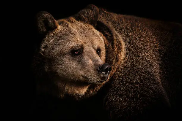 Photo of Brown bear portrait