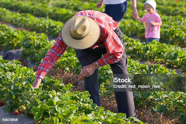 Elija Su Propio Stawberries Foto de stock y más banco de imágenes de Granja - Granja, Sombrero de sol, Abuelo