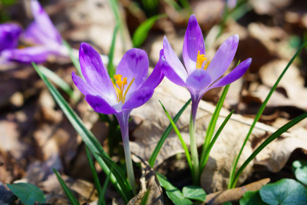 istock Beautiful colorful magic blooming first spring flowers purple crocus in wild nature. Selective focus, close up, copy space, horizontal. 926738590