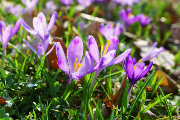 istock Beautiful colorful magic blooming first spring flowers purple crocus in wild nature. Selective focus, close up, copy space, horizontal. 926738602