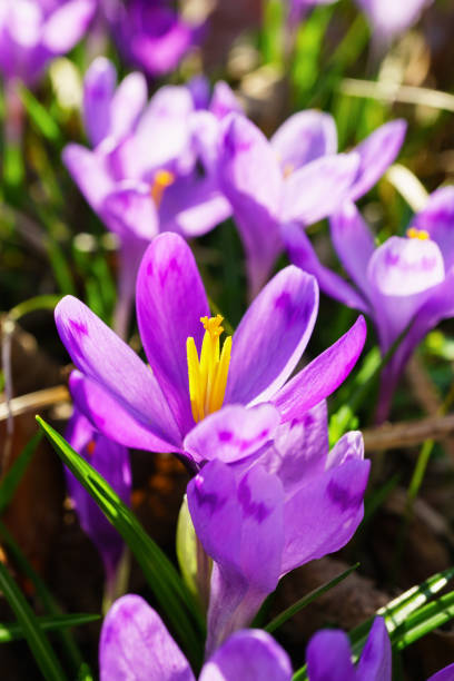 istock Beautiful colorful magic blooming first spring flowers purple crocus in wild nature. Selective focus, close up, vertical instagram photo. 926738612