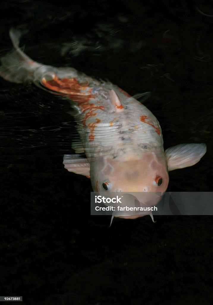 koi-Fischen - Lizenzfrei Country-Musik Stock-Foto